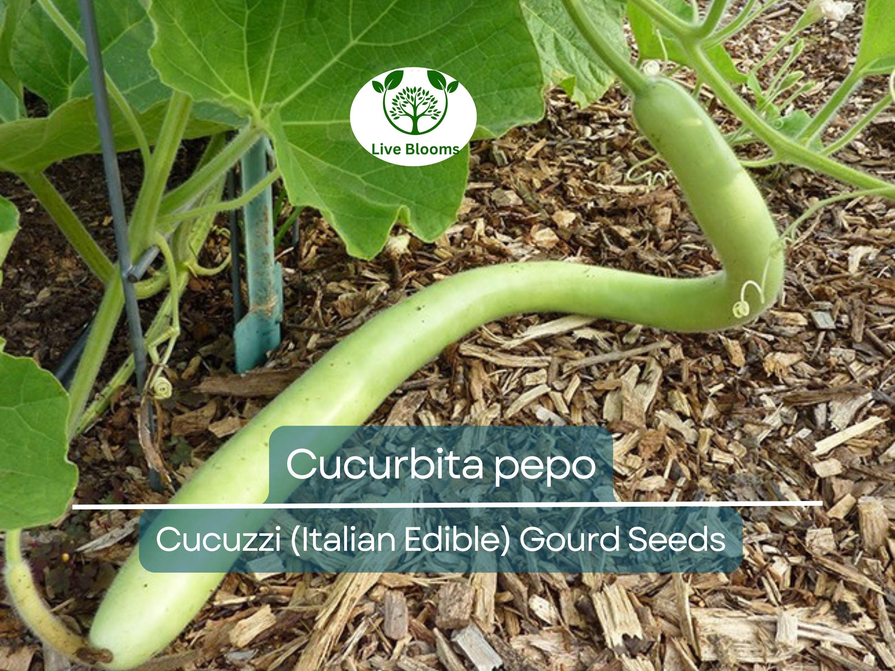 10 Seeds Cucuzzi Italian Edible Gourd (Cucurbita pepo) – Long, Tender, Non-GMO, Perfect for Cooking, Easy to Grow, Organic Garden Planting
