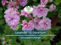 3 Lavender Pelargonium Peltatum Trailing Ivy Geranium Unrooted Cuttings 6" Live Plant, Geraniums for Hanging Baskets, Easy Propagation