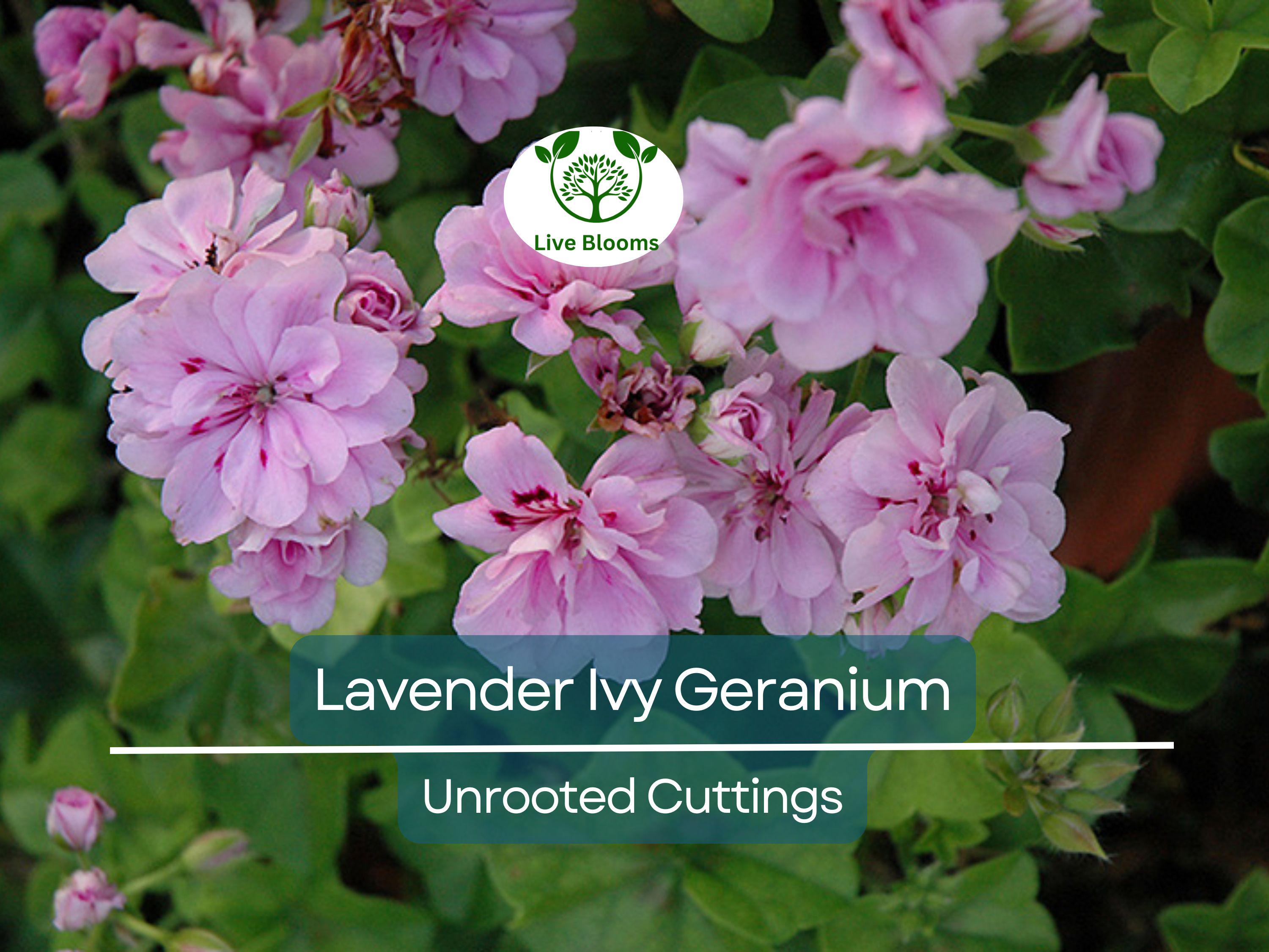 3 Lavender Pelargonium Peltatum Trailing Ivy Geranium Unrooted Cuttings 6" Live Plant, Geraniums for Hanging Baskets, Easy Propagation