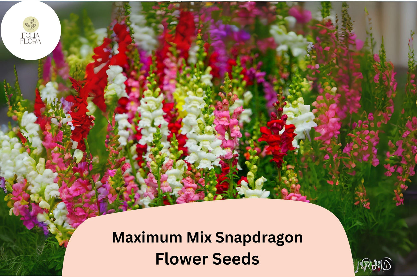 Antirrhinum majus Maximum Mix Snapdragon Seeds – 1000+ Vibrant Blooms for Garden & Cut Flowers