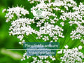 250 mg Seeds Anise – Pimpinella anisum Herb for Planting | Aromatic Spice for Cooking, Teas, and Garden Growth