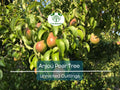 8 Green Anjou Pear Trees 7-10" Unrooted Cuttings for Propagation - Pyrus communis, Delicious Pear Variety