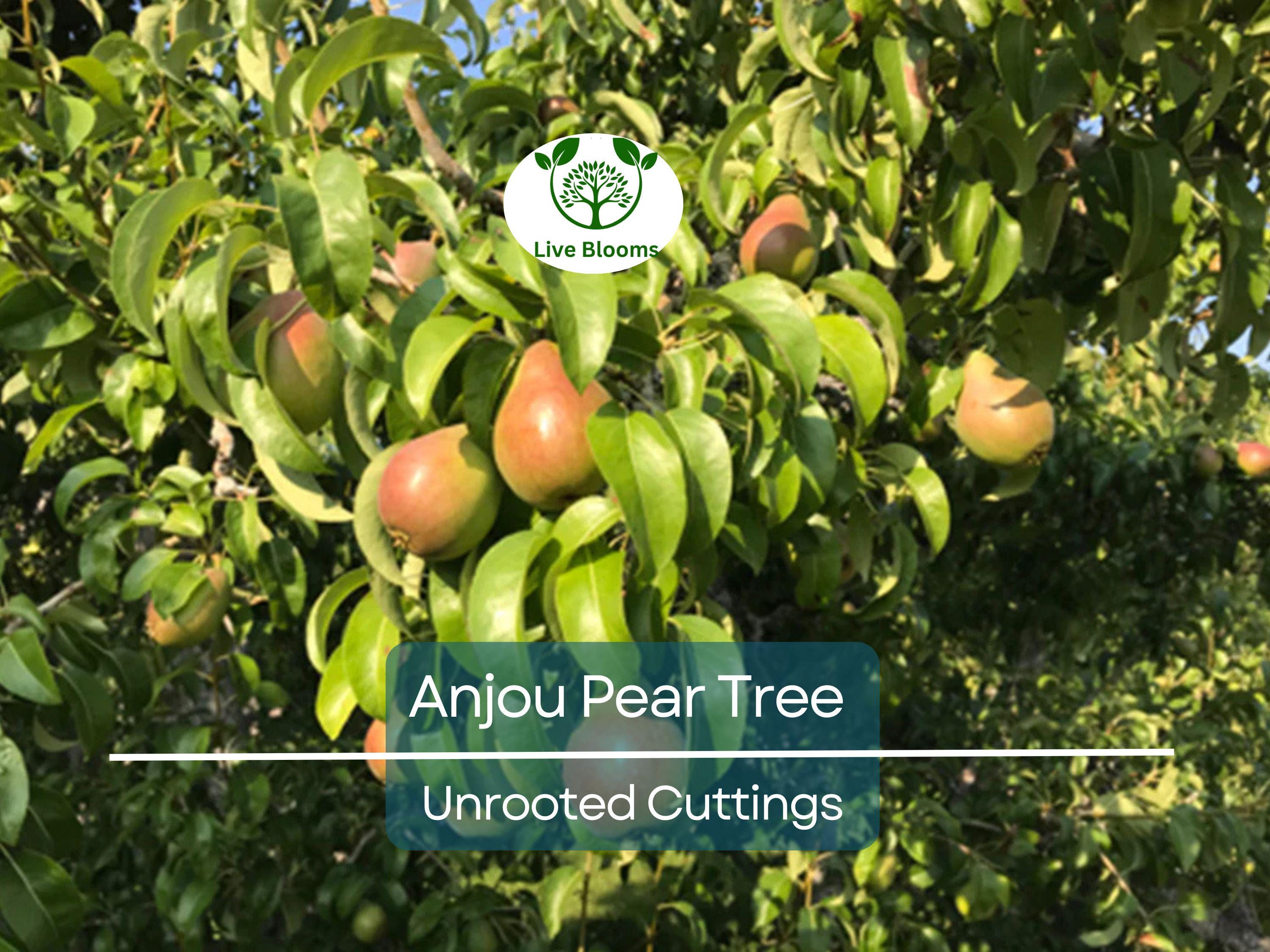 8 Green Anjou Pear Trees 7-10" Unrooted Cuttings for Propagation - Pyrus communis, Delicious Pear Variety