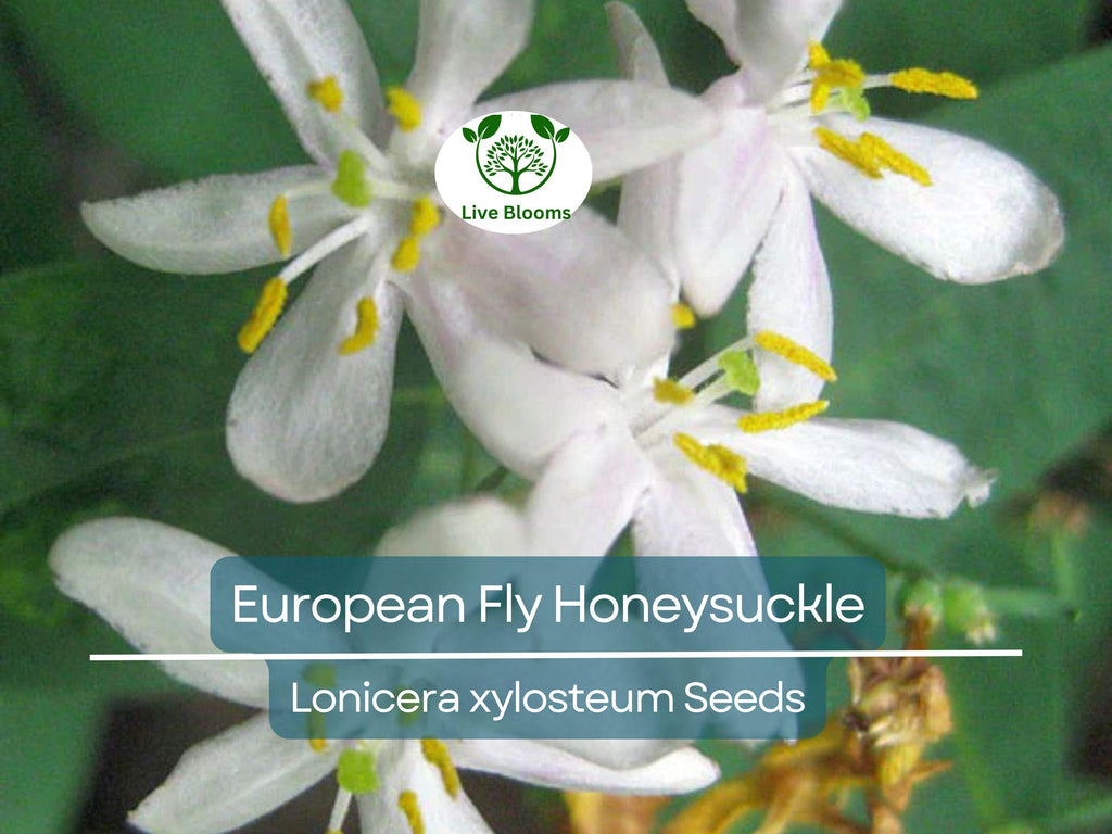 50 European Fly Honeysuckle Vine Seeds, Native Perennial White Honeysuckle Bush (Lonicera xylosteum), Hardy Vine for Garden & Landscaping