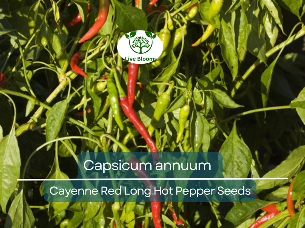 30 Seeds Hot Cayenne Red Long Pepper – Capsicum annuum | Heirloom Hot Pepper Seeds for Planting, Spicy Culinary Use & Gardening