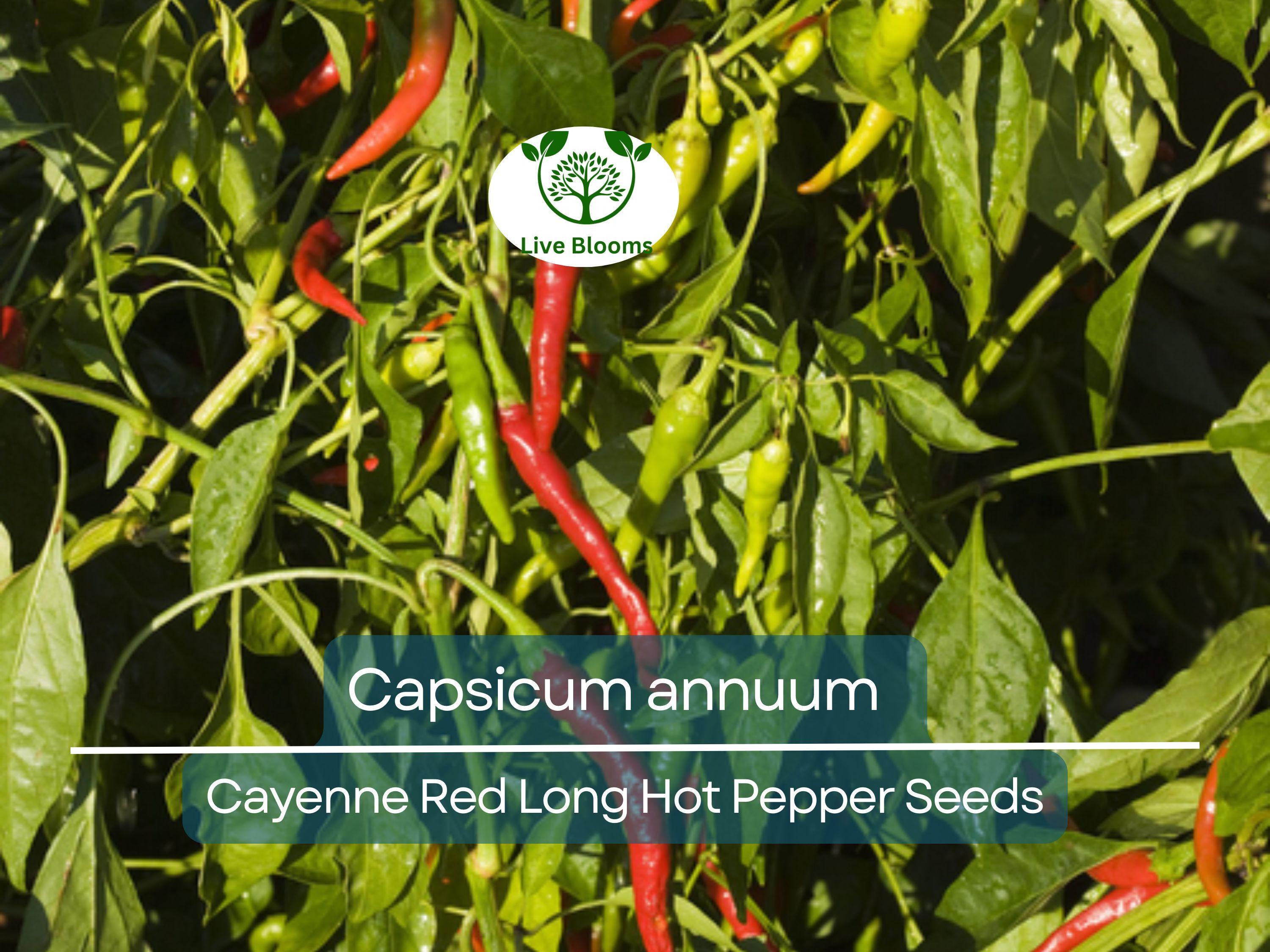 30 Seeds Hot Cayenne Red Long Pepper – Capsicum annuum | Heirloom Hot Pepper Seeds for Planting, Spicy Culinary Use & Gardening