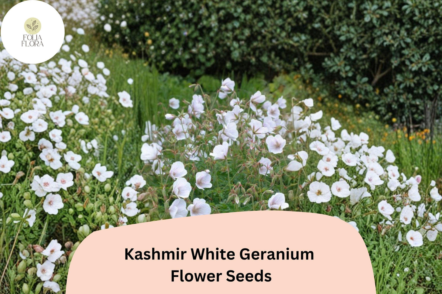 25+ Kashmir White Geranium Seeds for Garden Planting – Pure White Flowers, Hardy Perennial