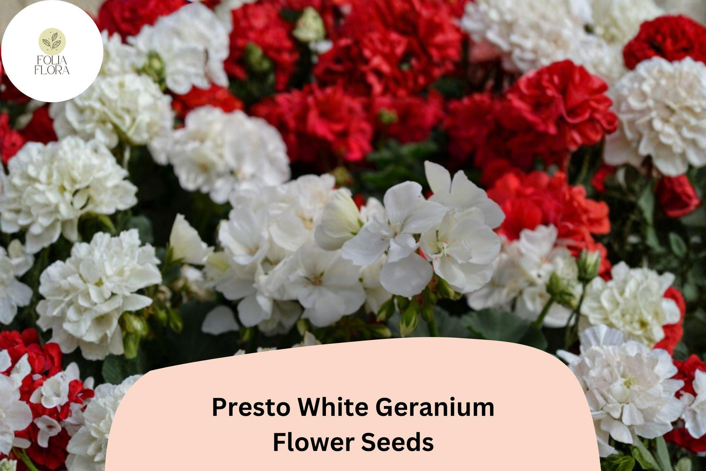 25+ Presto White Geranium Seeds | Compact Zonal Geranium | Pure White Blooms for Pots, Borders & Garden Beds