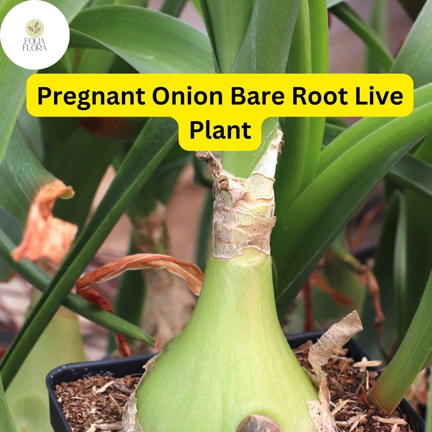 5 Bare Root Live Plants Albuca bracteata ‘Pregnant Onion’| Unique Bulbous Succulent | Easy Care Houseplant | Indoor/Outdoor Plant