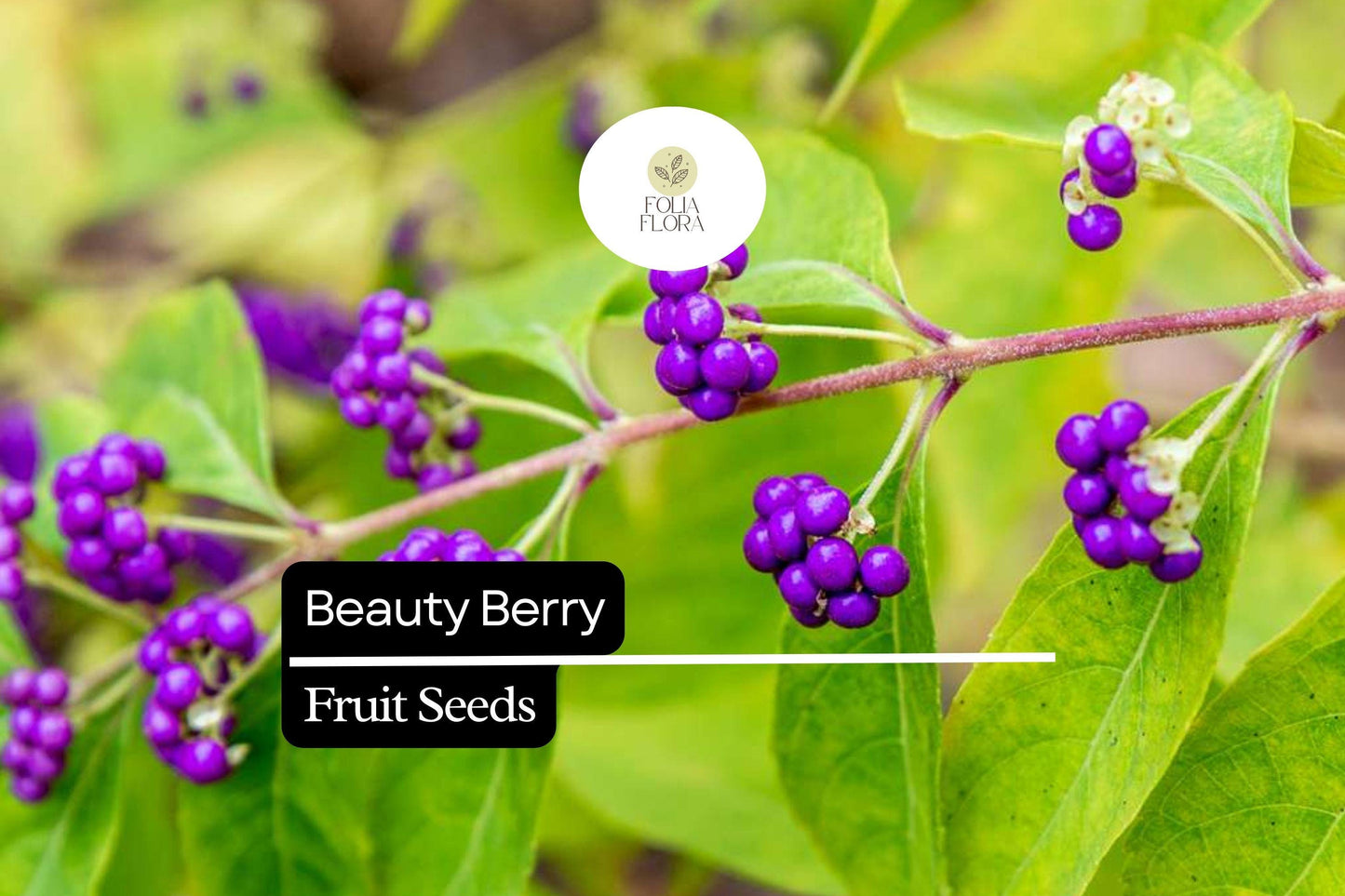 Beautyberry | 25 Seeds | Callicarpa americana | Native Shrub with Vibrant Purple Berries for Wildlife Gardens