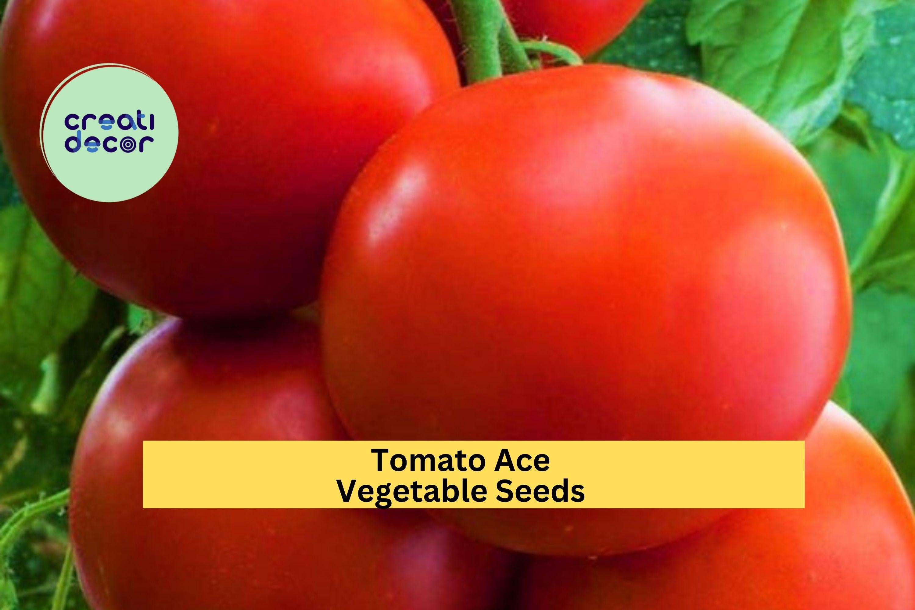 3pcs of 100mg Tomato Ace 55 Seeds – Low Acid Heirloom Tomatoes for Salads & Canning, Great for Backyard Gardeners Seeds for Planting