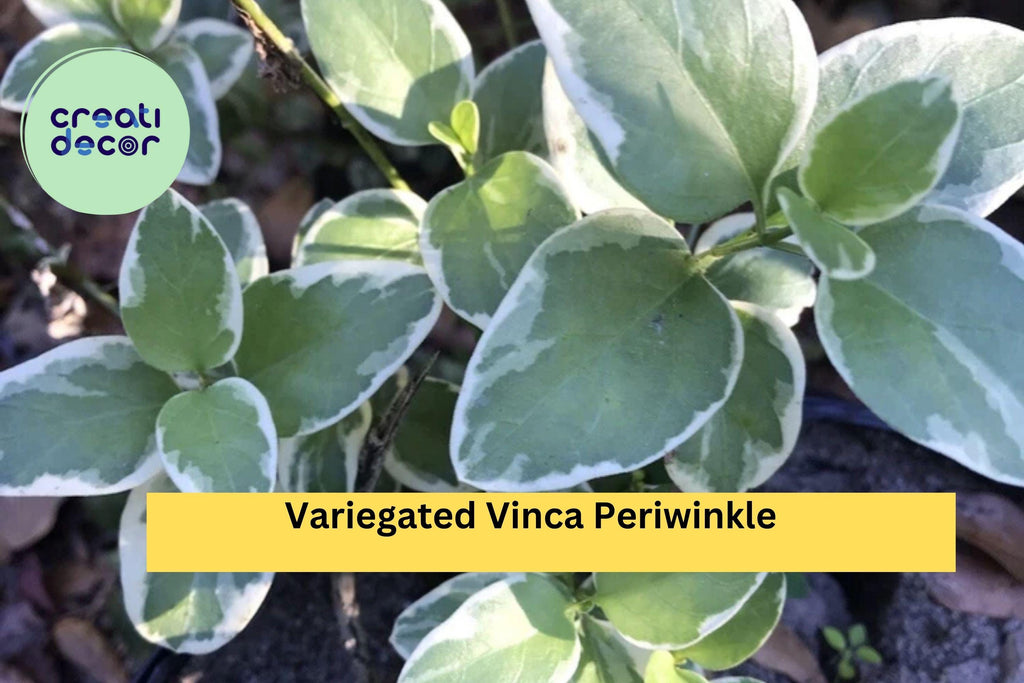 Variegated Vinca Periwinkle – 6 Bare Root Starter Plants, Trailing Evergreen Vine with Cream-Edged Leaves, Shade Ground Cover Zones 4–9