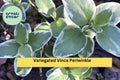 Variegated Vinca Periwinkle – 6 Bare Root Starter Plants, Trailing Evergreen Vine with Cream-Edged Leaves, Shade Ground Cover Zones 4–9