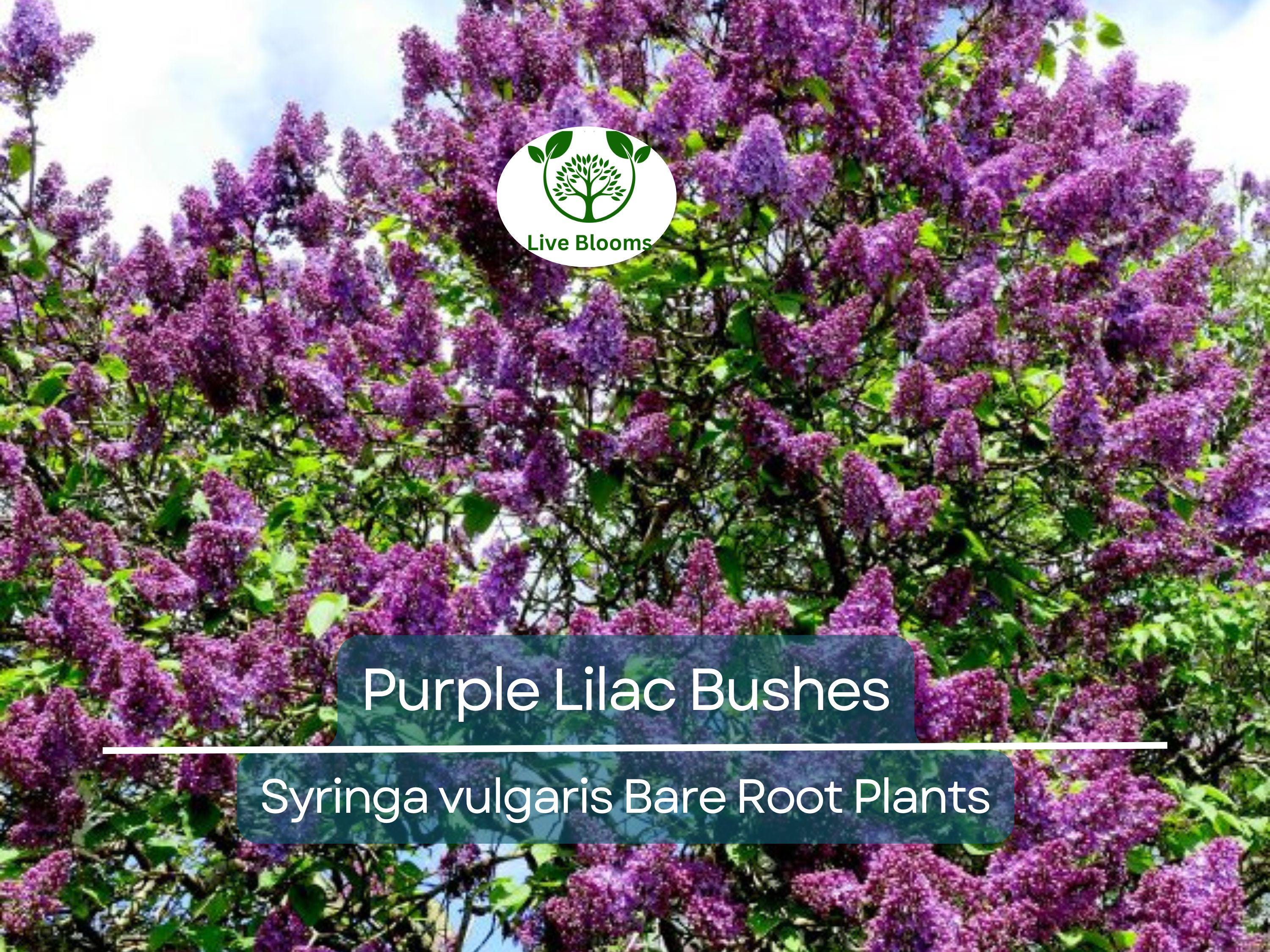 5 Purple Lilac Bushes – Bare Root Shrubs – Fragrant Spring Blooms, Heirloom Flowering Plants for Borders or Hedges
