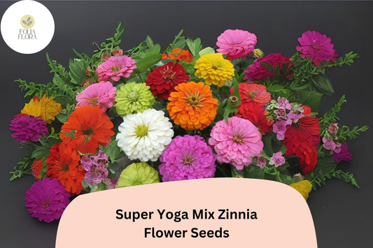 100+ Super Yoga Mix Zinnia Seeds – Colorful Tall Annual Flowers for Garden Planting, Borders & Cut Flower Bouquets