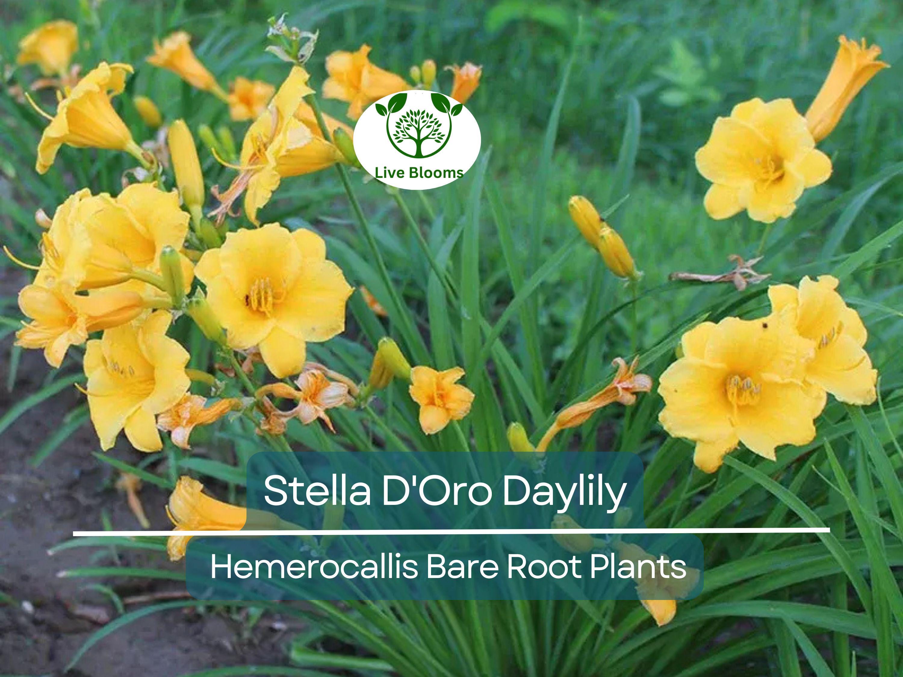 10 Stella D'Oro Daylily Bare Root Plants – Hemerocallis ‘Stella de Oro’ – Mini Border Lily, Hardy Perennial, Long Blooming Yellow