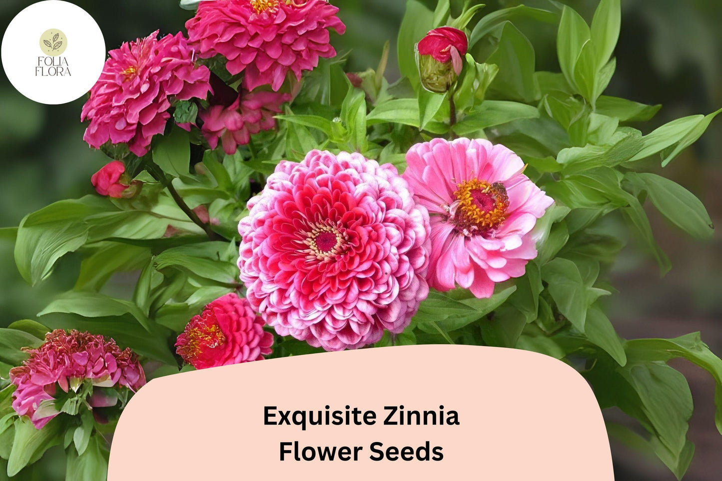 100+ Exquisite Zinnia Seeds – Unique Bloom Form & Summer Color for Garden Beds and Bouquets