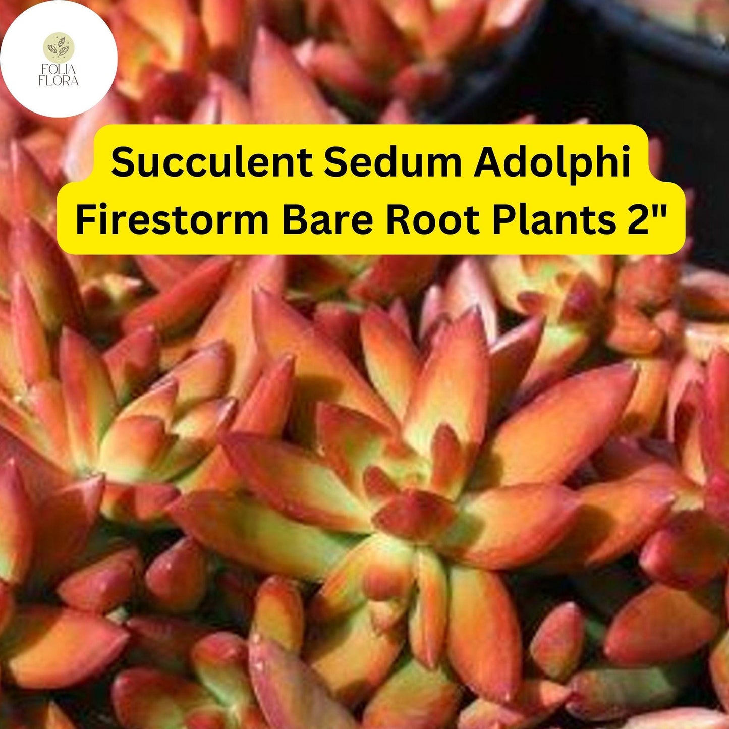 2 Bare Root Live Plants 2" Sedum adolphi ‘Firestorm’ Succulent | Red-Orange Edged Foliage | Easy Care