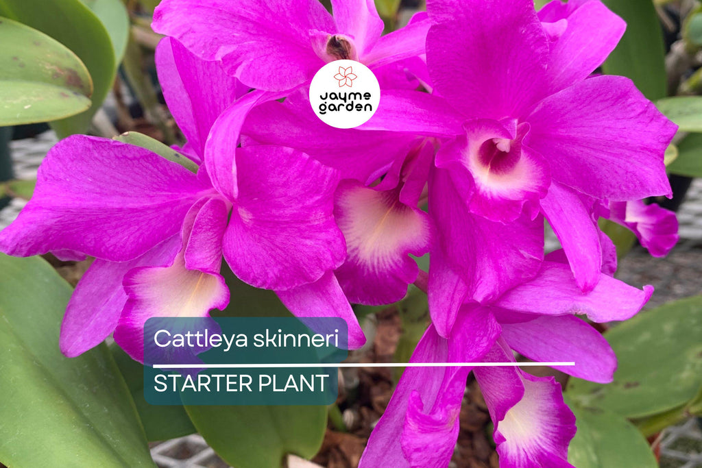 Cattleya Skinneri 3N Pink Live Orchid Seedling | National Flower of Costa Rica | 2" Pot | Rare Pink-to-Light Purple Blooms
