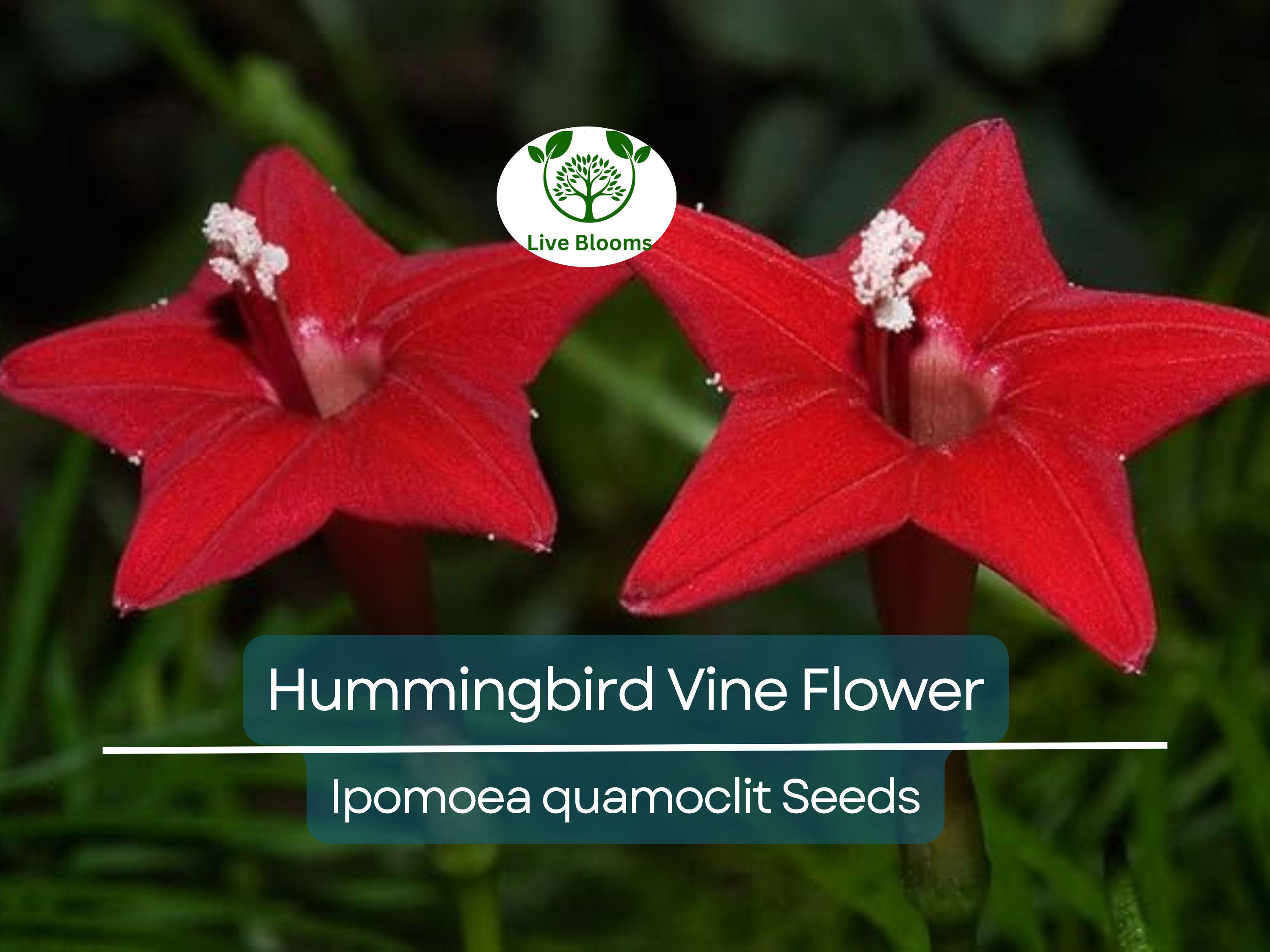20 Hummingbird Vine Flower Seeds - Mixed Colors (Ipo. quamoclit) Cardinal Climber - Fast-Growing, Vibrant, Pollinator-Friendly