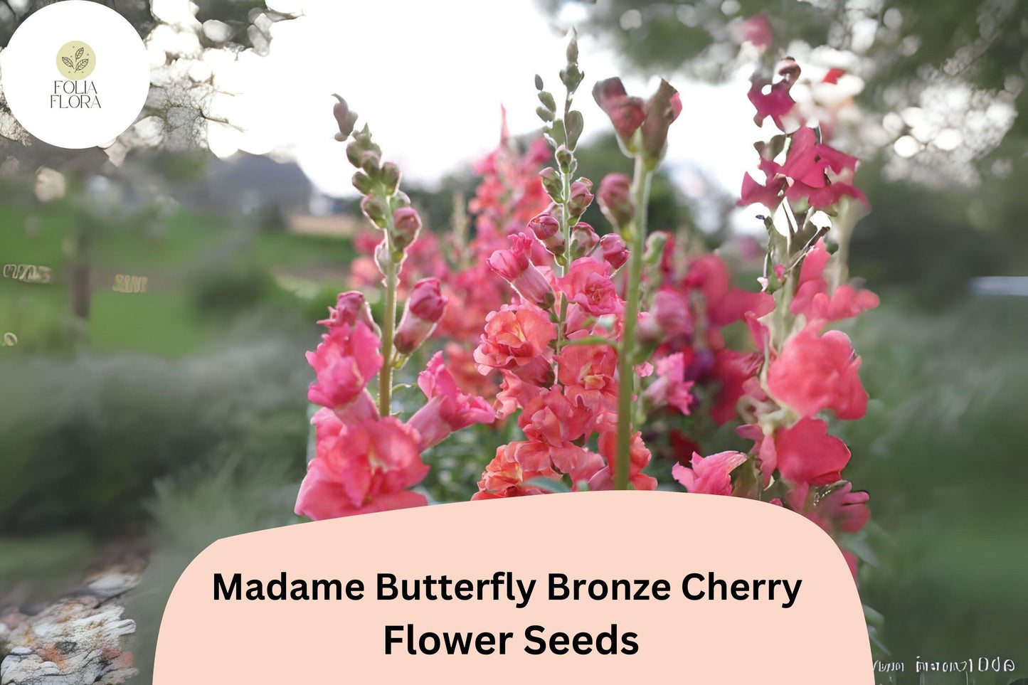 Antirrhinum majus Madame Butterfly Bronze Cherry Snapdragon Seeds – 1000+ Ruffled Blooms for Garden & Cut Flowers