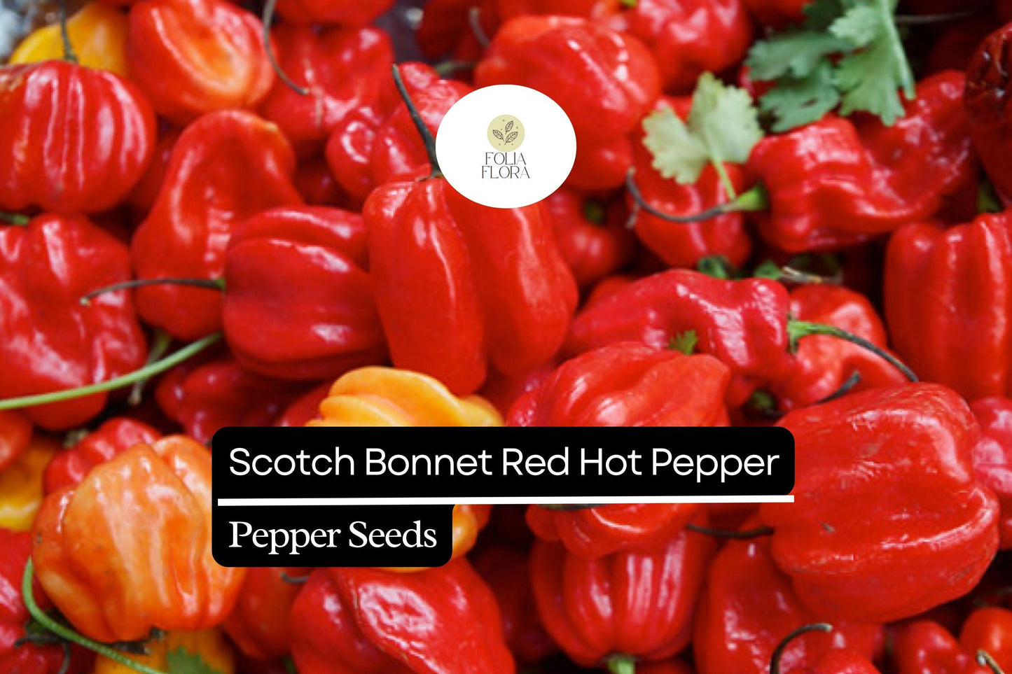 20 Seeds Red Scotch Bonnet Pepper – Capsicum chinense, Spicy Caribbean Chili