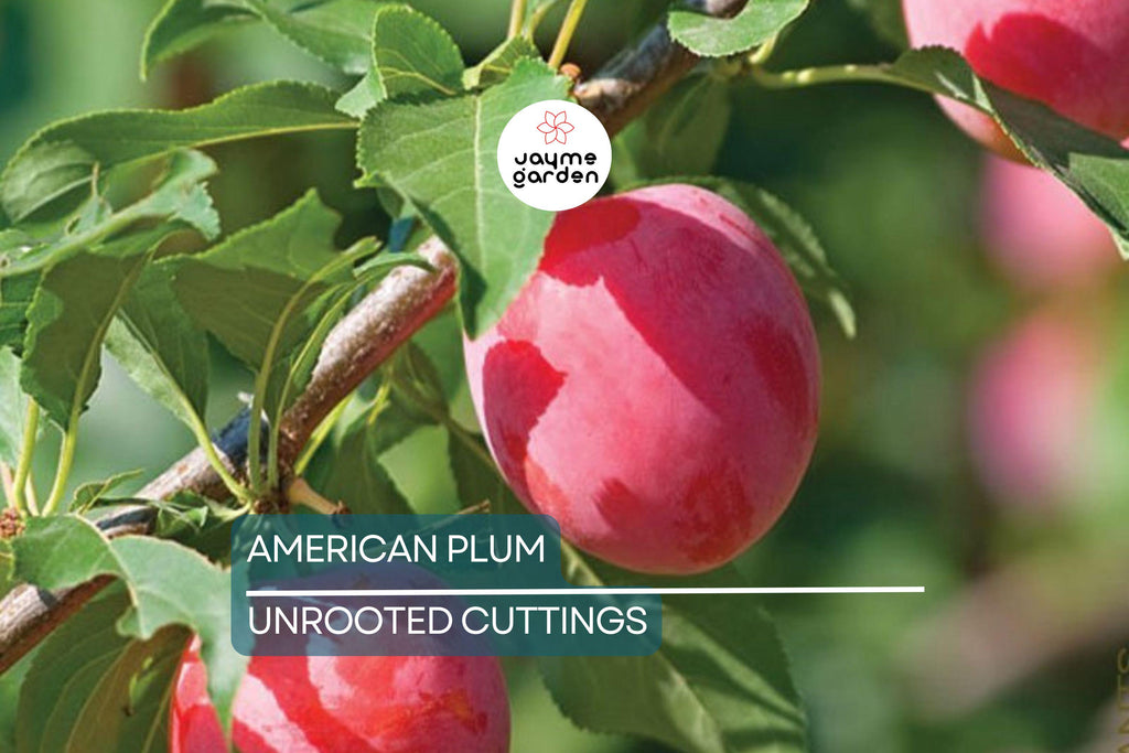 12 Wild American Plum Cuttings | Unrooted Edible Tree | Fresh, Wildlife Attractant |