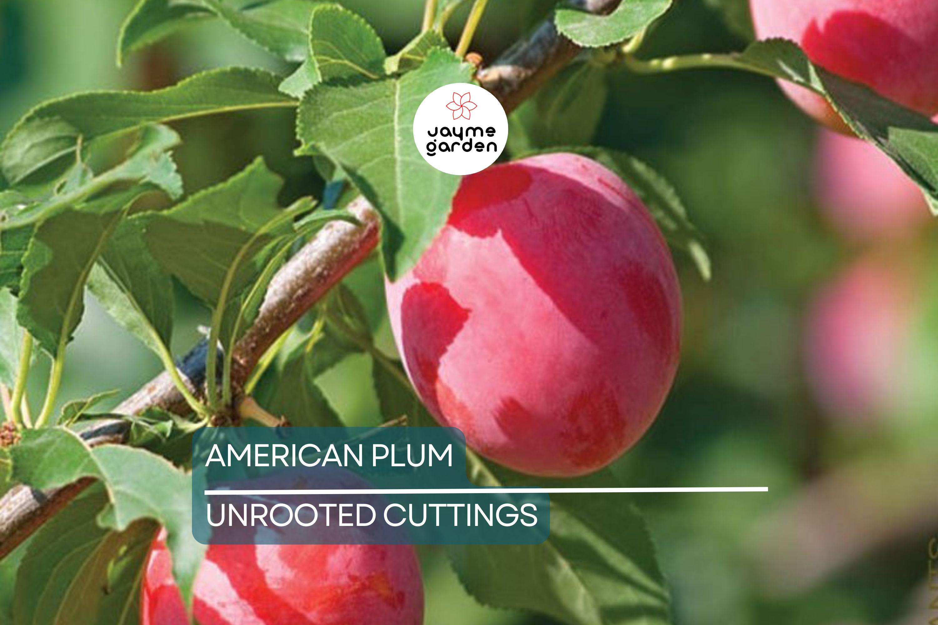 12 Wild American Plum Cuttings | Unrooted Edible Tree | Fresh, Wildlife Attractant |