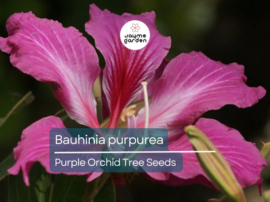 10 Seeds Bauhinia Purpurea for Planting | Orchid Tree Seeds | Purple Camel's Foot Flower Seeds | Fast Growing Ornamental Flowering Tree