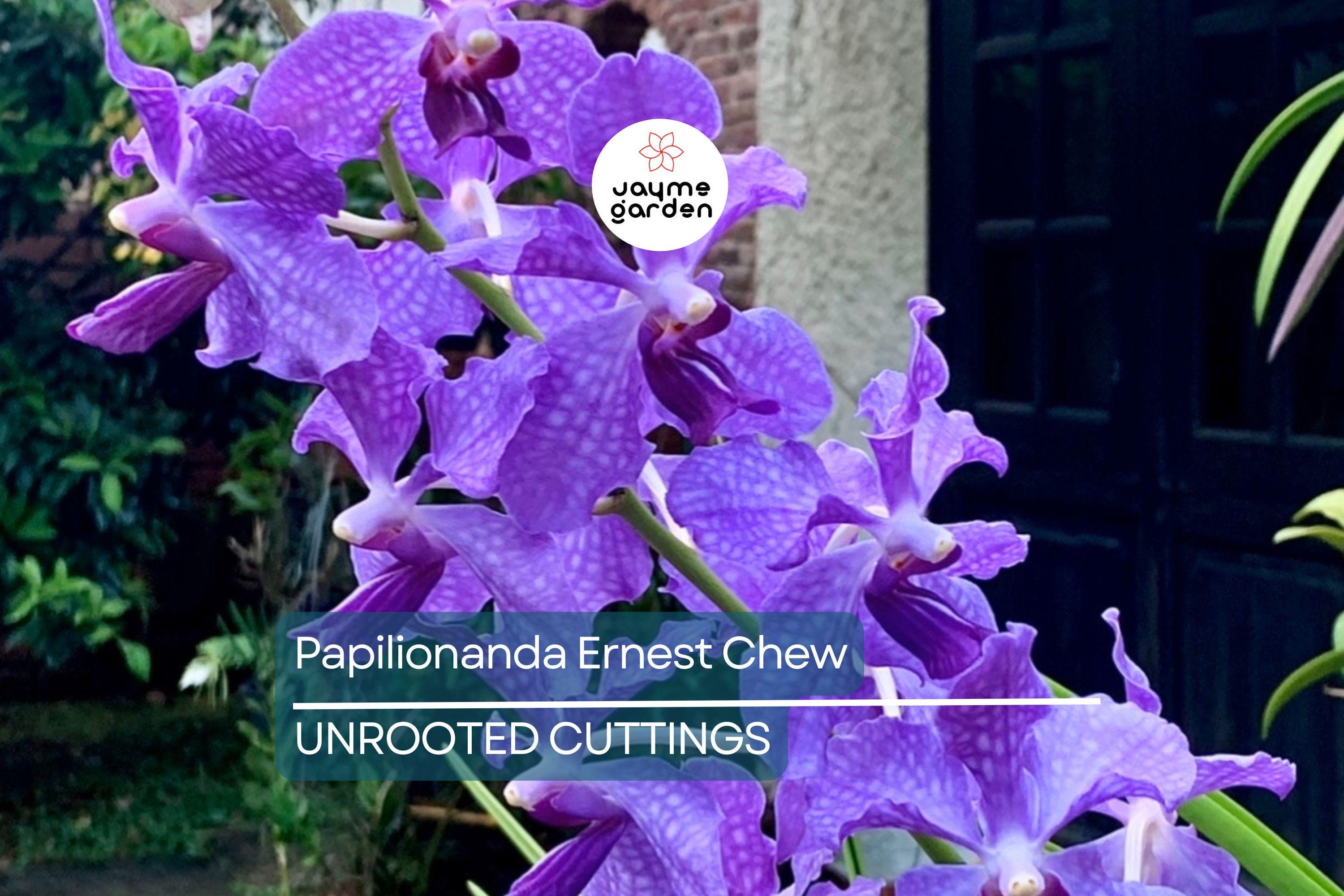 Papilionanda Ernest Chew "Cerulean Treasure" Orchid Flowering Size, Light Blue Blooms