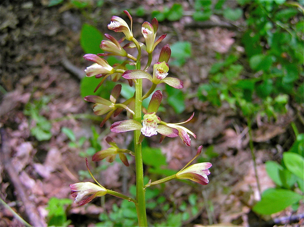 2 Adam & Eva Orchids (Putty Root, Aplectrum hyemale) | Winter Orchid Bare-Root Bulbs | Woodland Shade Native Wildflower
