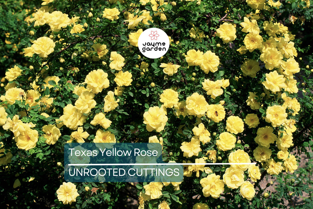 3 Texas Yellow Rose Cuttings for Rooting - 5-6" Each, Includes Rooting Powder & Guide, USA Grown, Disease Resistant