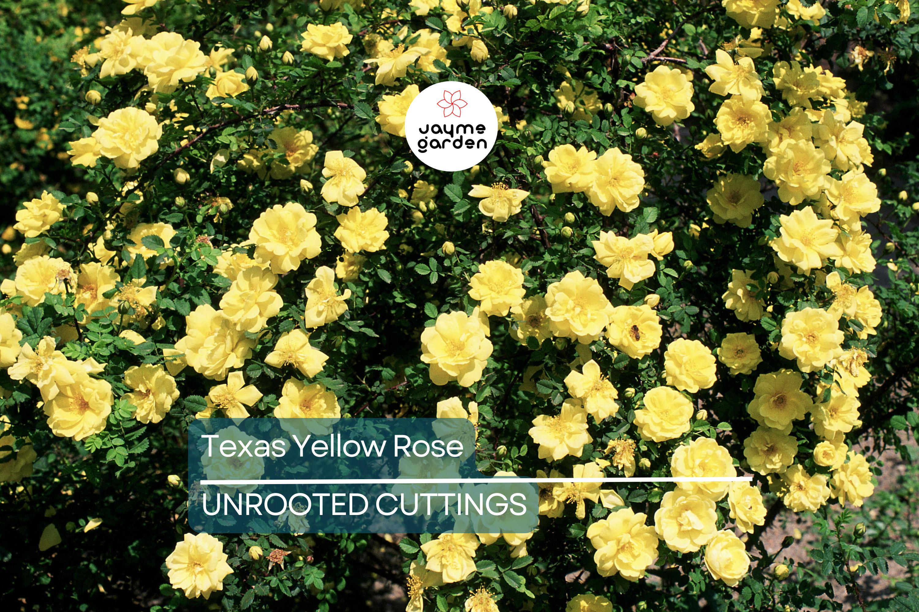 3 Texas Yellow Rose Cuttings for Rooting - 5-6" Each, Includes Rooting Powder & Guide, USA Grown, Disease Resistant