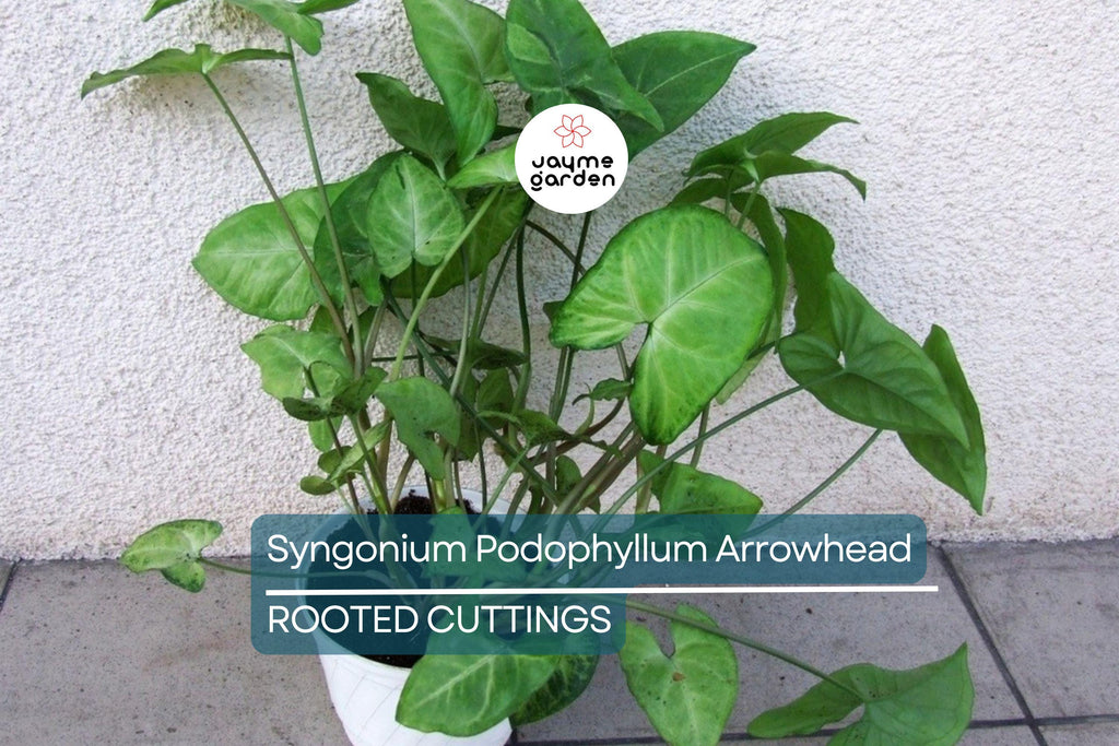 4 Syngonium Podophyllum Cuttings - White Butterfly Arrowhead Vine - Easy Care Houseplant, 5”+ Tall, Perfect for Indoor Gardens