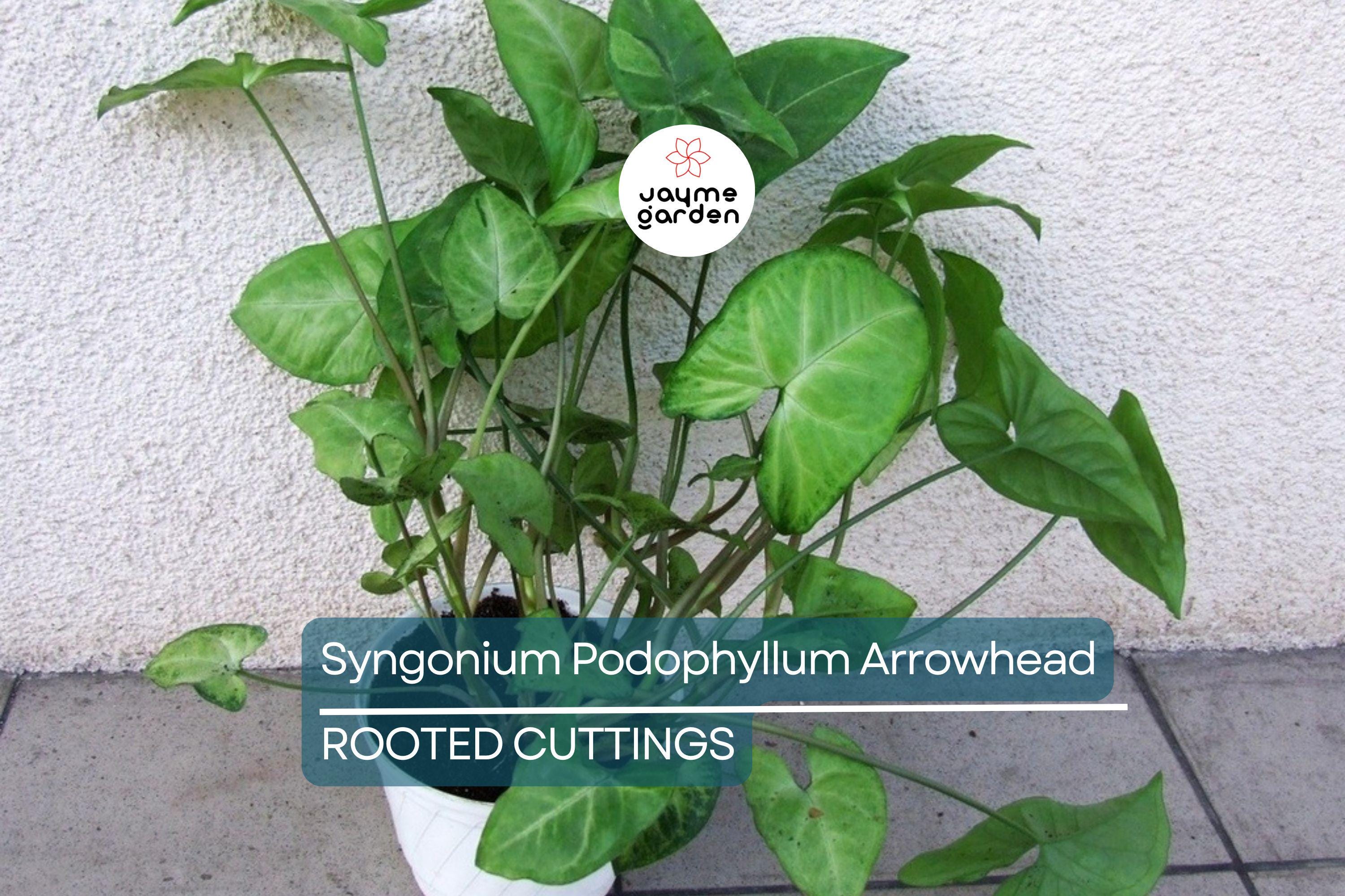 4 Syngonium Podophyllum Cuttings - White Butterfly Arrowhead Vine - Easy Care Houseplant, 5”+ Tall, Perfect for Indoor Gardens