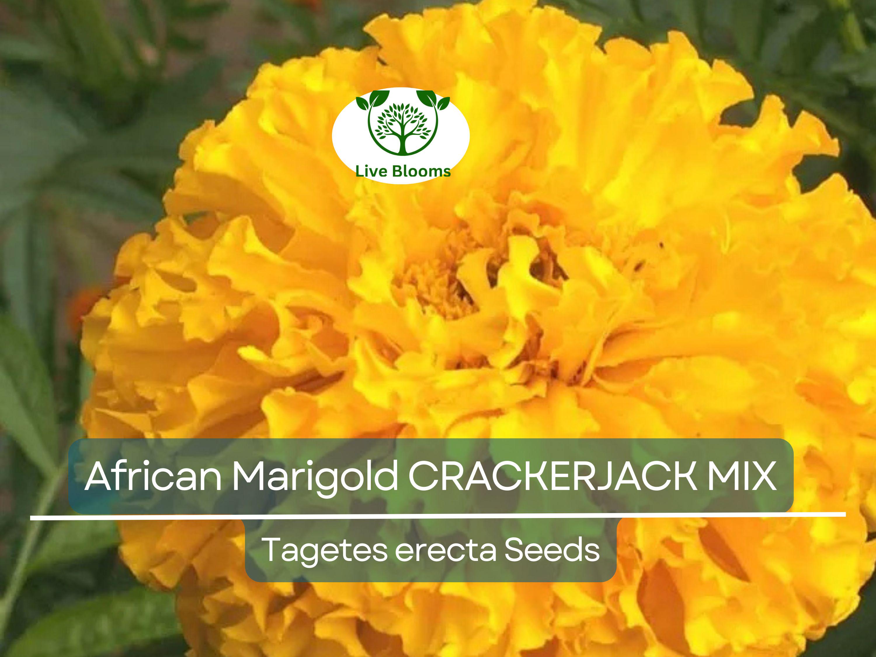 250 African Marigold Seeds CRACKERJACK MIX – Tagetes erecta, Dia de los Muertos, Heirloom, Non-GMO, Vibrant Blooms