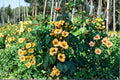 Campsis radicans 'Flava' – Yellow Trumpet Vine Seeds | 20 Seeds | Bright Summer Blooms