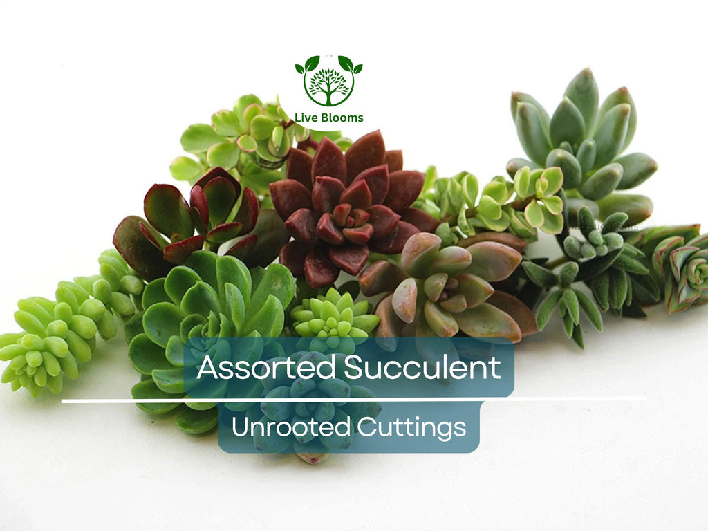 20 Assorted Succulent Unrooted Cuttings - 18 Varieties, Easy to Grow, for Gardening, Propagation, Indoor/Outdoor Succulents, Cuttings