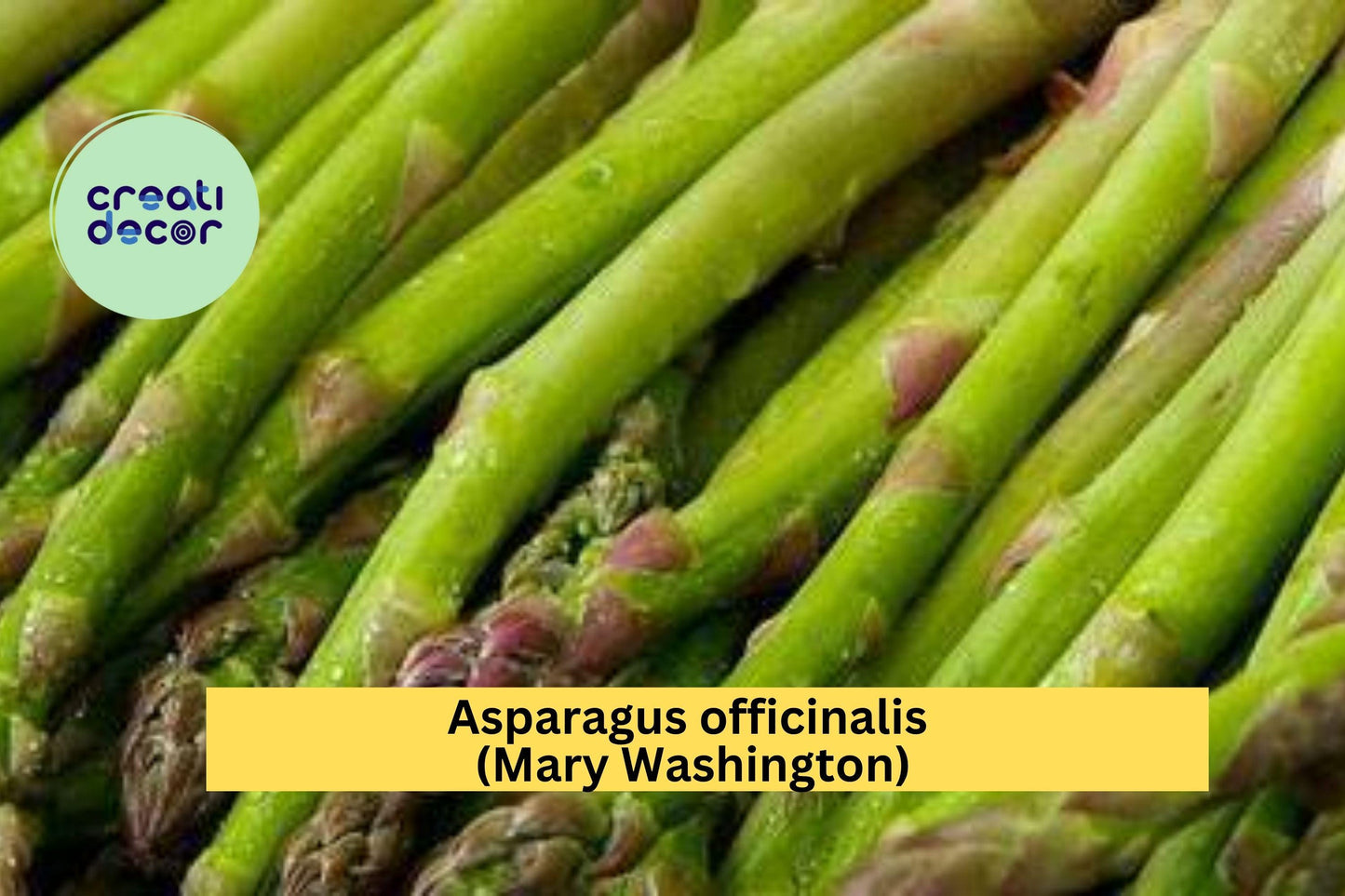 Mary Washington Asparagus Crowns – 25 Bare Root 2-Year Plants – Asparagus officinalis – Hand-Picked, Hardy Garden Perennial