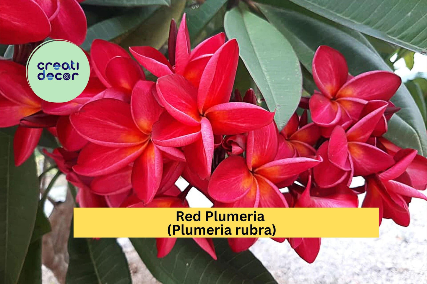 Red Plumeria (Plumeria rubra) – Live Rooted Plant in 3" Pot – Tropical Frangipani Tree with Fragrant Red Blooms