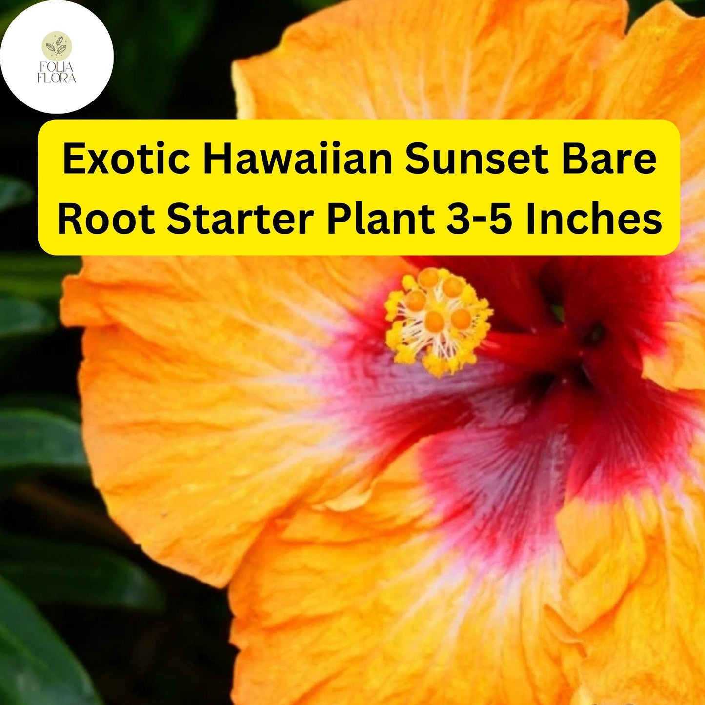 1 Hibiscus rosa-sinensis 'Hawaiian Sunset Fiesta' - Exotic Hibiscus Bare Root Starter Live Plant 3-5 Inches