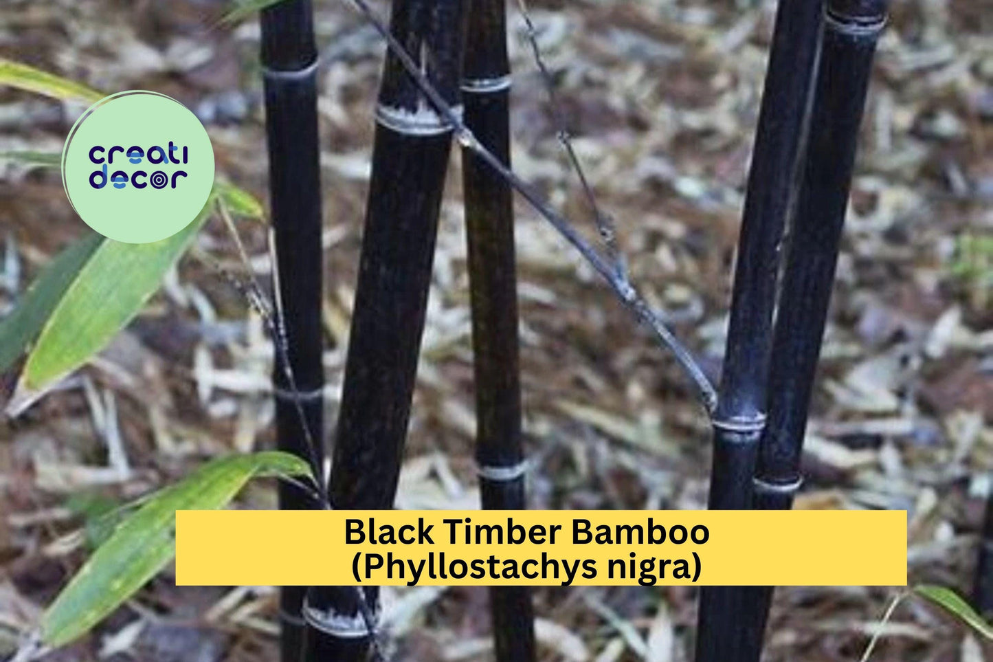 Black Bamboo – (2 Plants) Phyllostachys nigra Live Bare Root Rhizomes , Hardy Ornamental Bamboo with Striking Black Canes for Landscapes