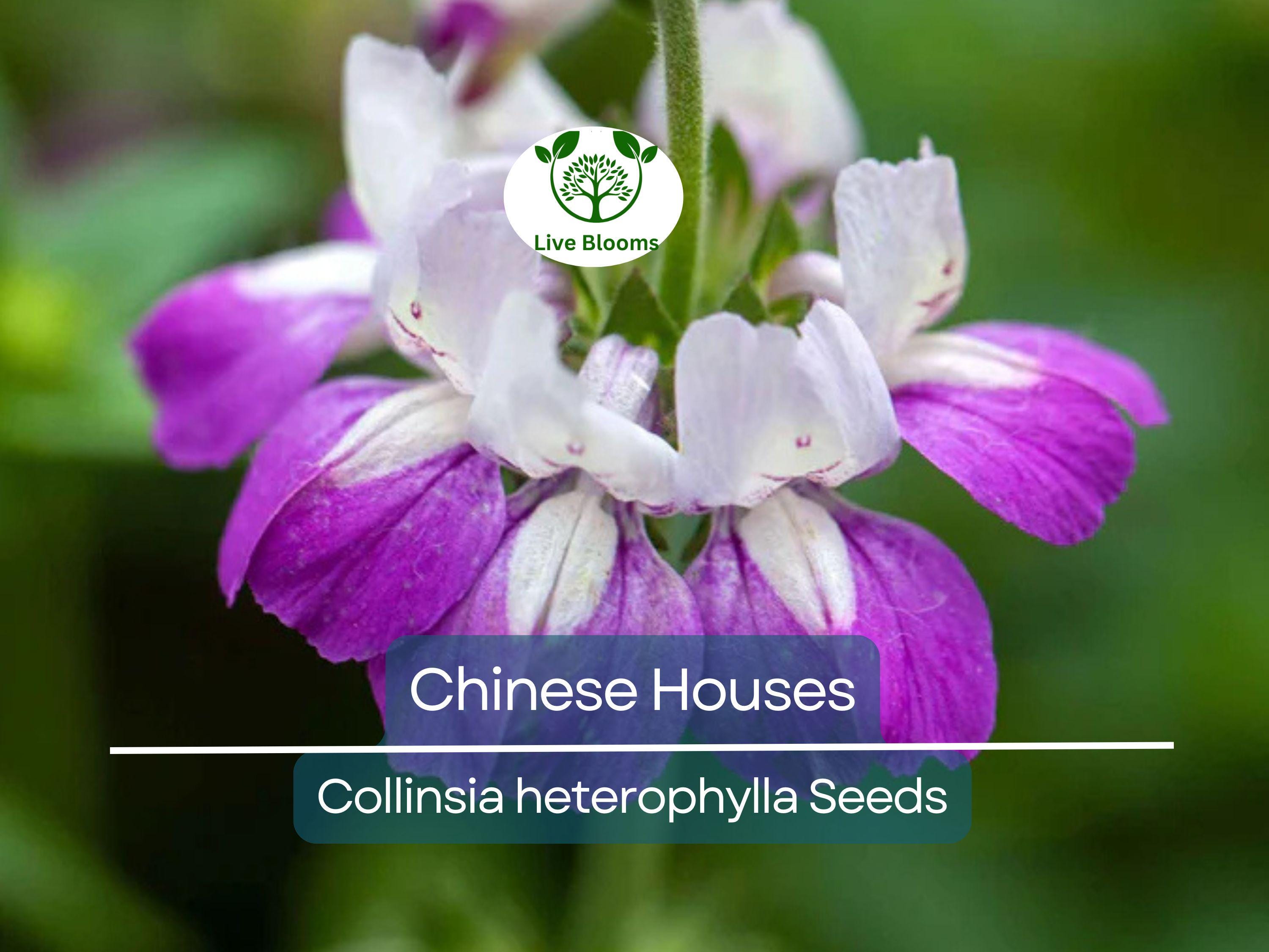 500 Chinese Houses Seeds - Collinsia heterophylla Wildflower | Non-GMO, Shade or Sun, Pollinator Attractor, Native Annual Flower