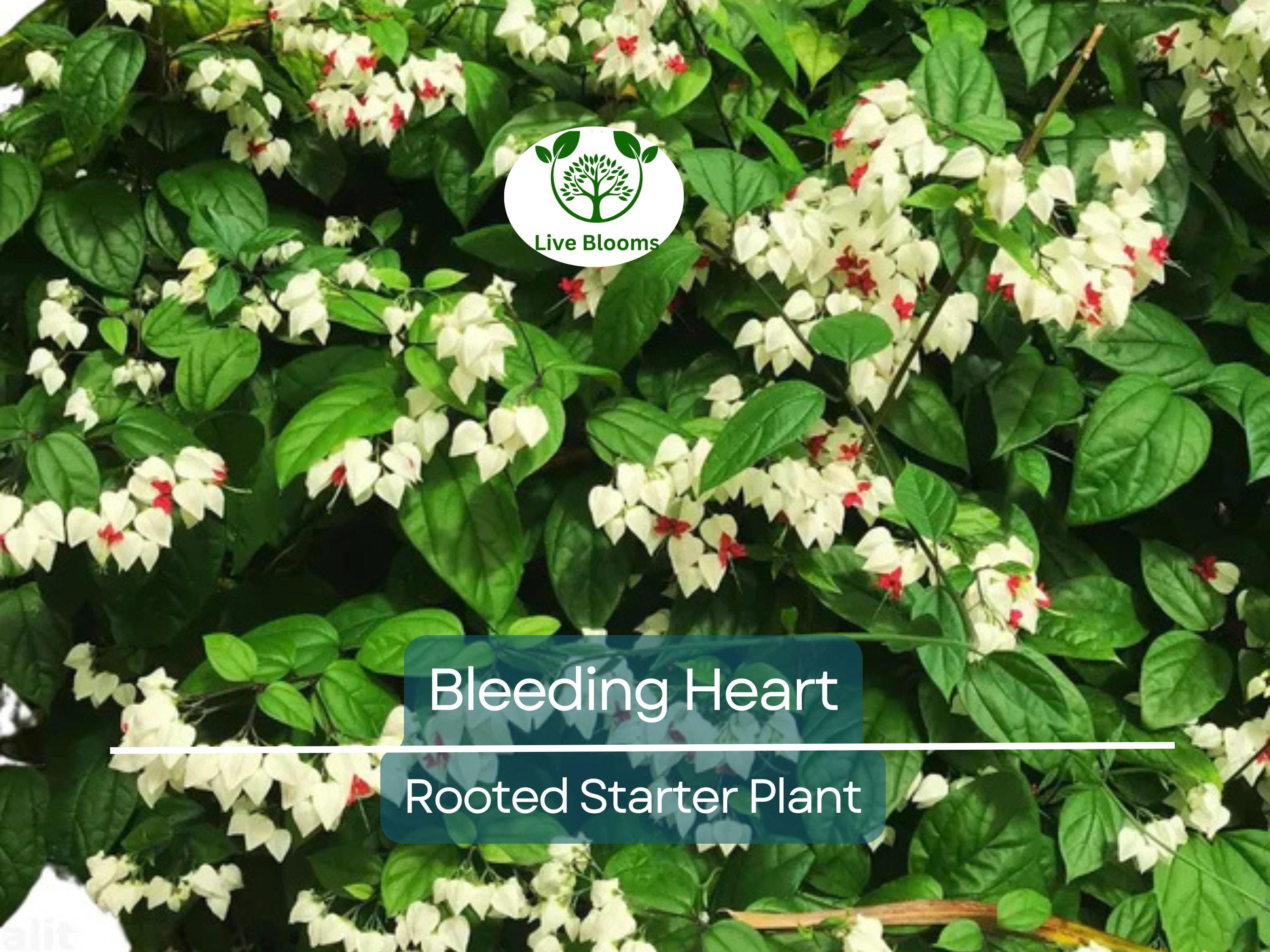 1 Bleeding Heart Rooted Starter Plant - Clerodendrum thomsoniae, White & Red Blooms, Hardy Vine for Garden, Perfect for Landscapes