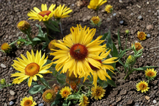 Yellow Gaillardia – Gaillardia aristata | 25 Seeds | Bright Blanket Flower | Drought-Tolerant | Easy Pollinator Garden Plant