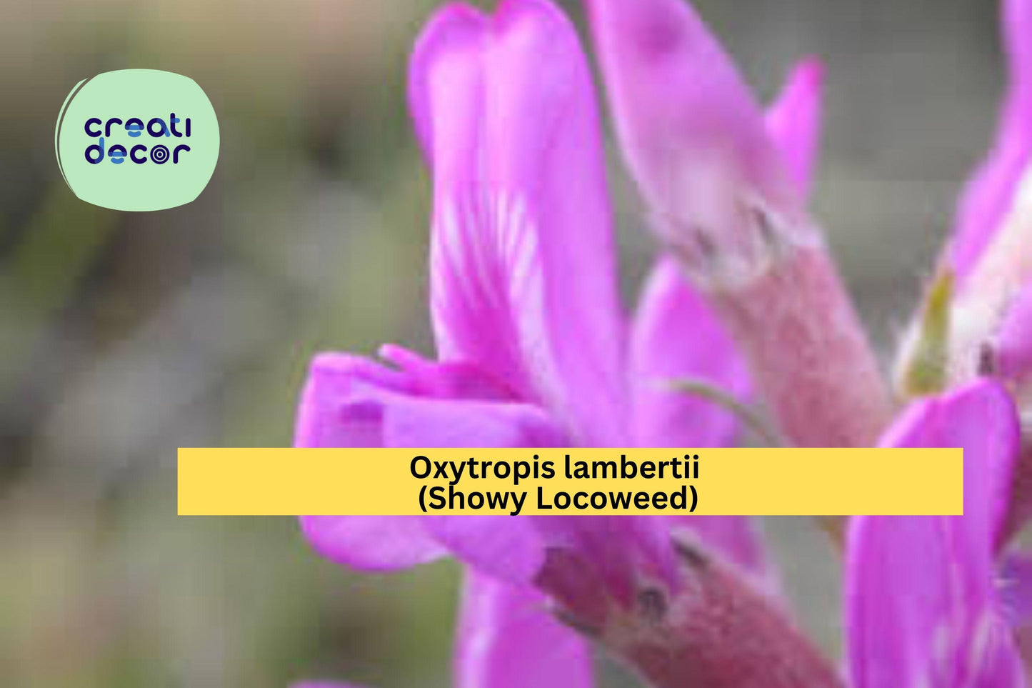 Showy Locoweed Seeds (Oxytropis lambertii) – 25 Native Wildflower Seeds | Drought-Tolerant Perennial | Pollinator-Friendly