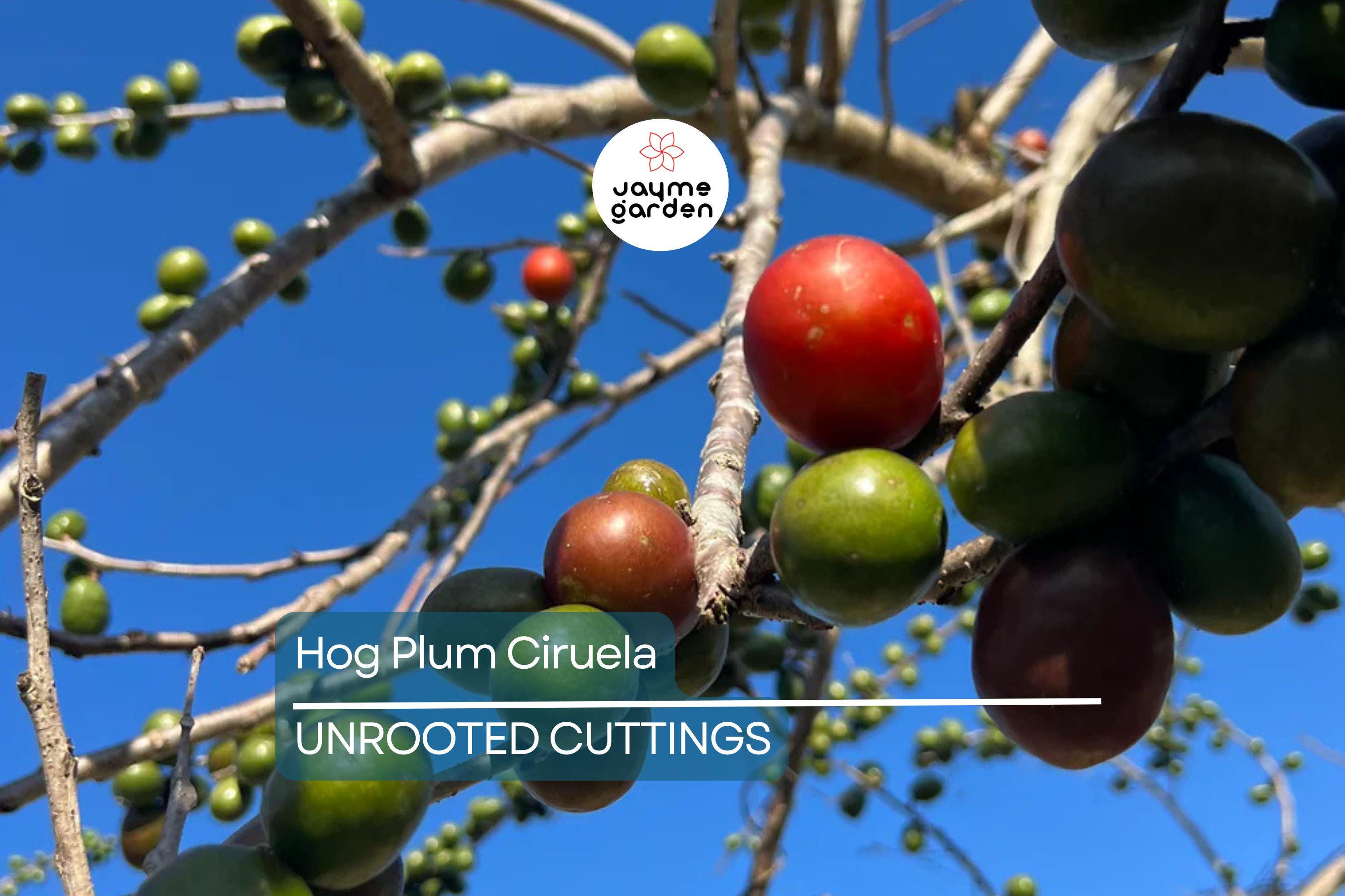 Hog Plum (Spondias Purpurea) – 5 Fresh Unrooted Spanish Plum Cuttings, 8"-10” Long