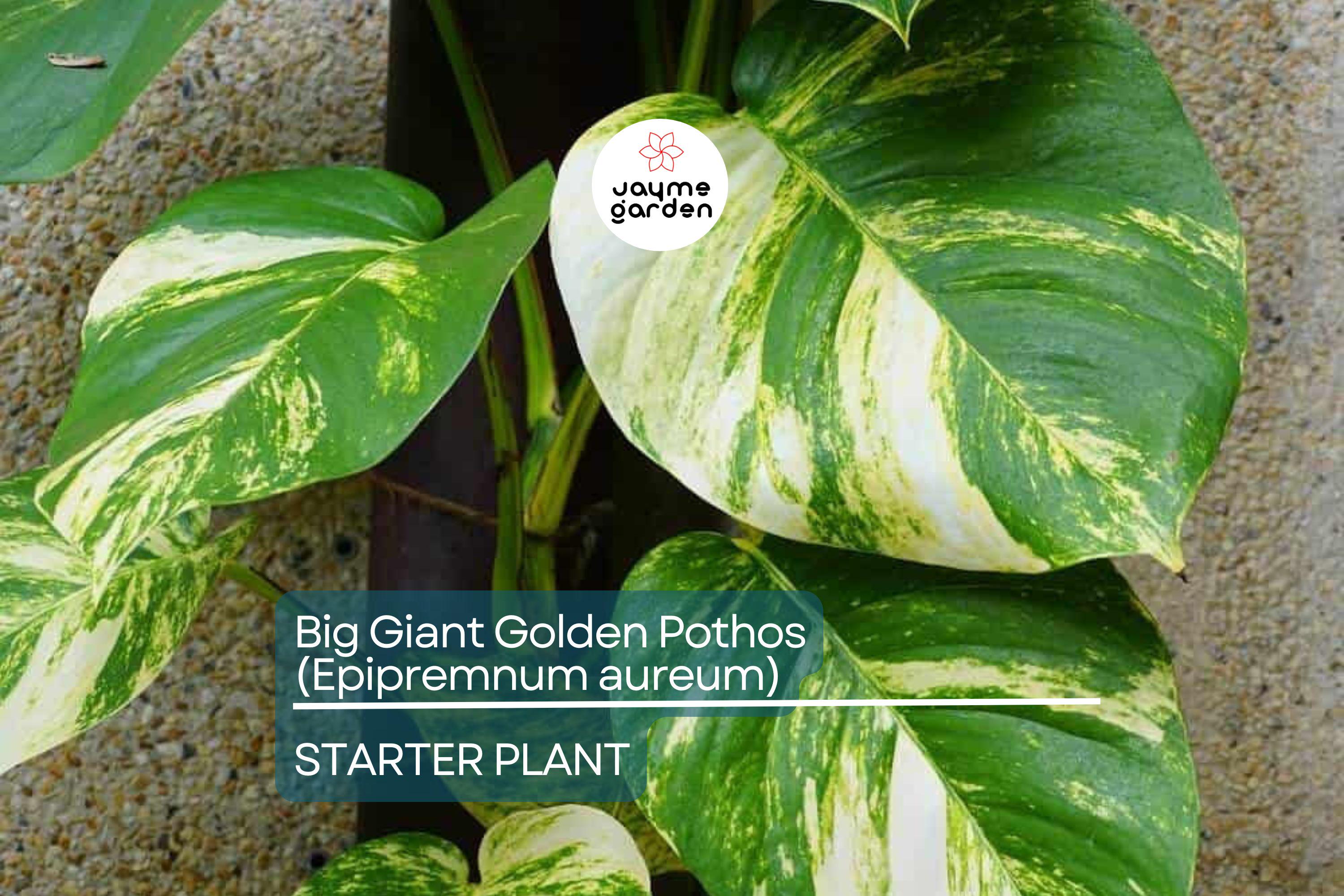 Big Giant Golden Pothos (Epipremnum aureum) Live Tropical Houseplant 12”-24” | Low Maintenance & Air-Purifying