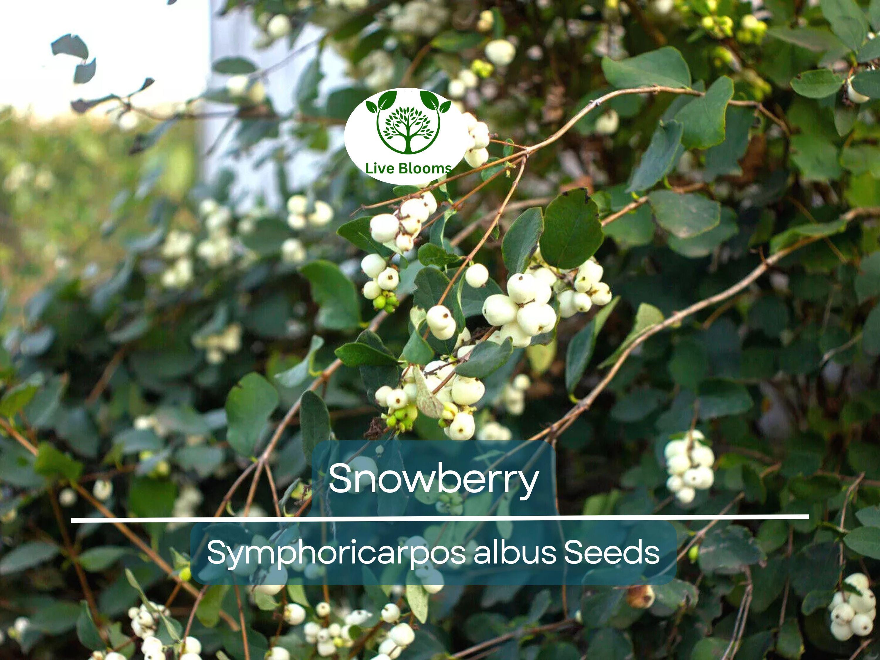 40 Snowberry Seeds (Symphoricarpos albus) HONEYSUCKLE Bush Shrub, White Berries, Hardy Shrub, Easy to Grow, Native Plant, Winter Interest