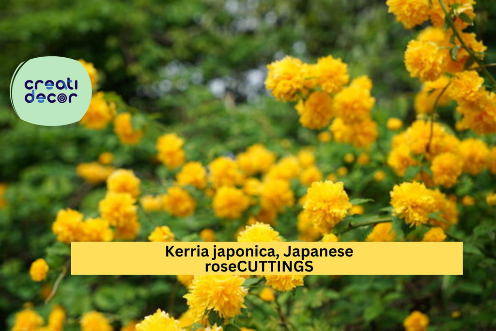 10 Kerria Japonica Cuttings | Japanese Rose Miracle Marigold | Unrooted Flowering Shrub Starter | Bright Yellow Blooms